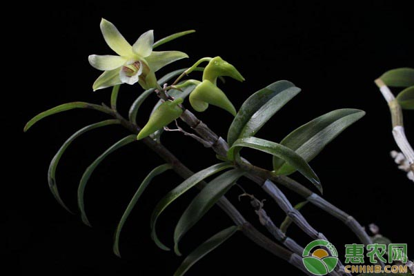 石斛盆景怎么种植方法