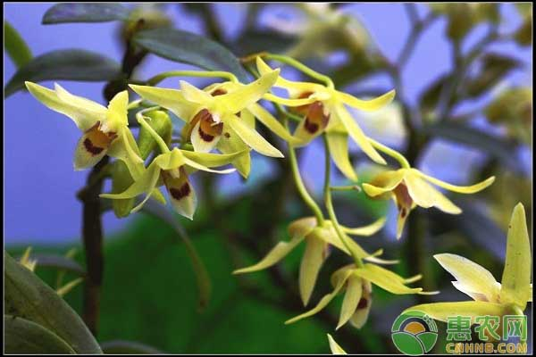 石斛盆景怎么种植方法