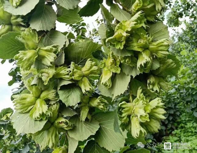 美国大榛子 种植技术