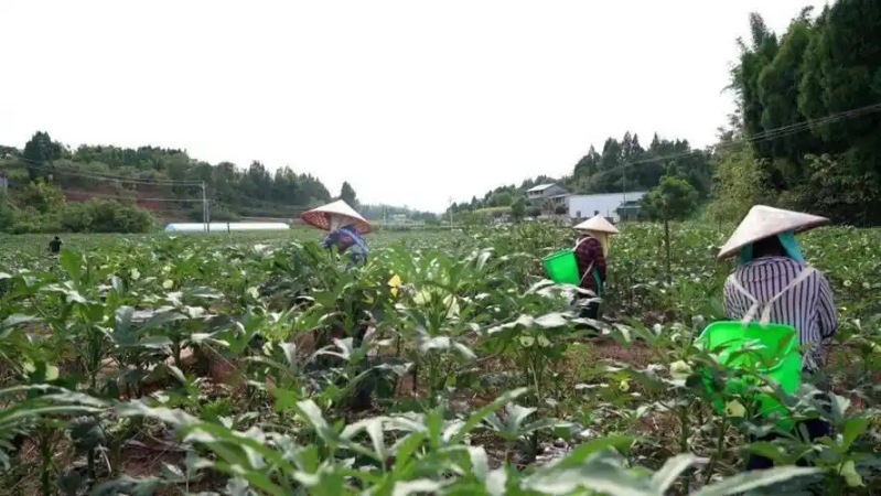 阳台秋葵的种植方法