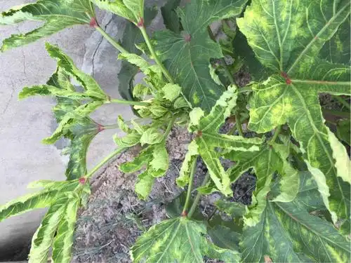 阳台秋葵的种植方法