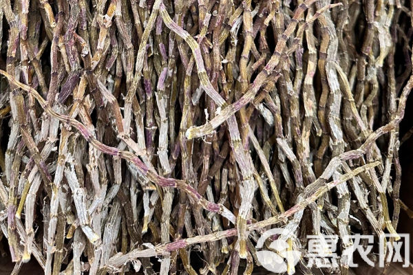 石斛盆景怎么种植方法