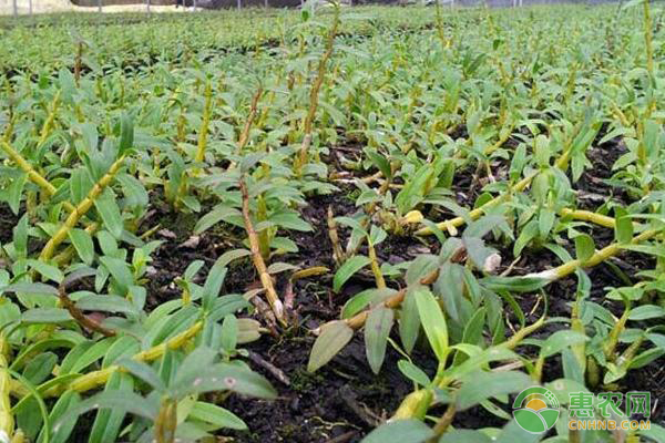 石斛盆景怎么种植方法