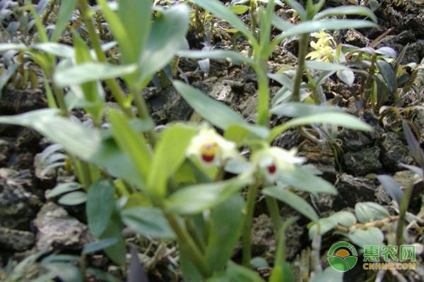 石斛盆景怎么种植方法