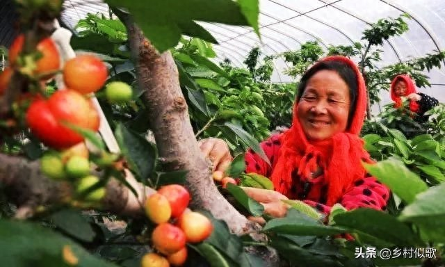 樱桃树苗的种植方法