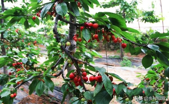 樱桃树苗的种植方法