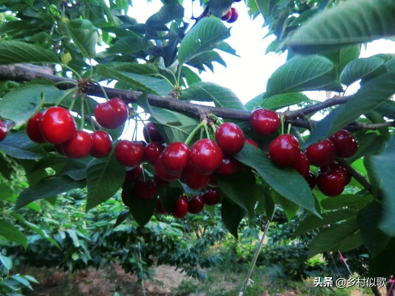 樱桃树苗的种植方法