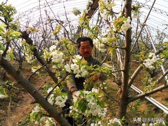 樱桃树苗的种植方法