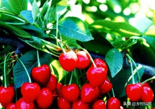 樱桃树苗的种植方法