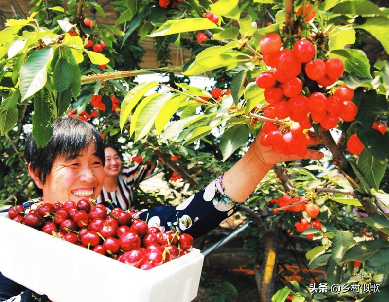 樱桃树苗的种植方法