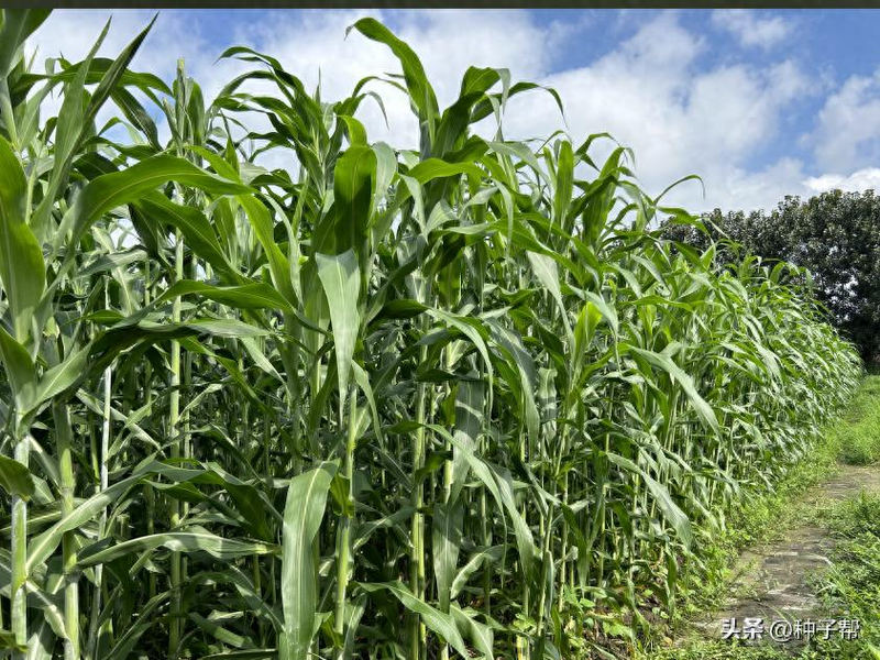 Sweet sorghum cultivation technology