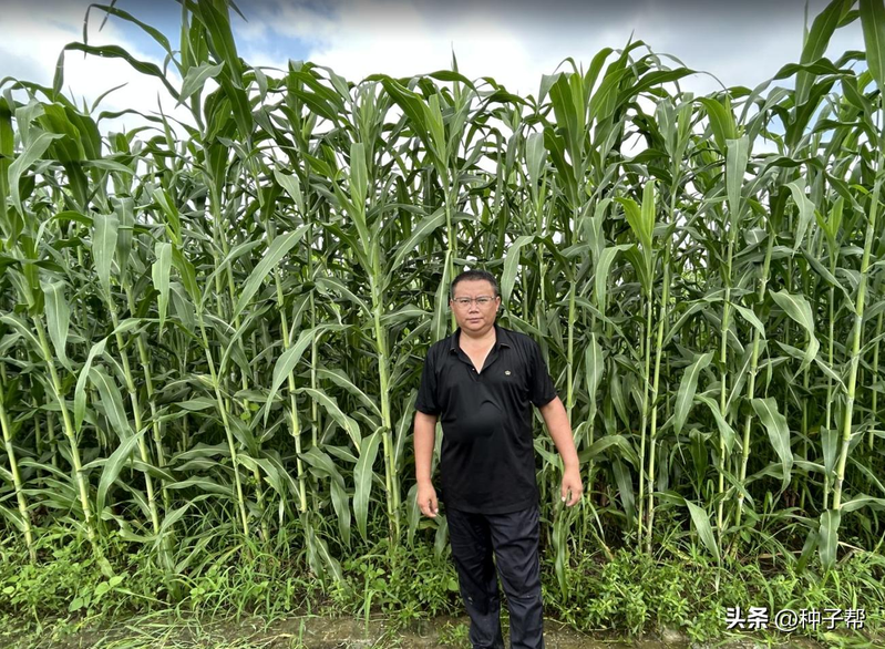 Sweet sorghum cultivation technology