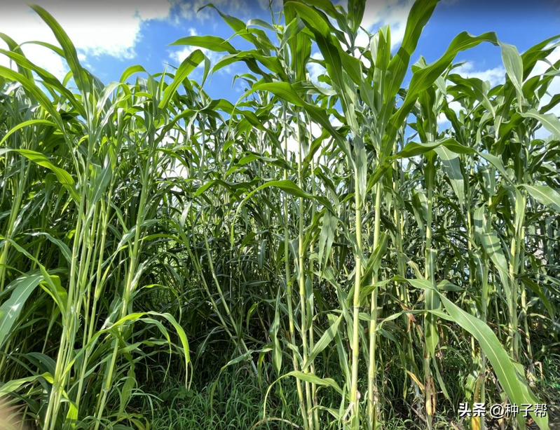 Sweet sorghum cultivation technology