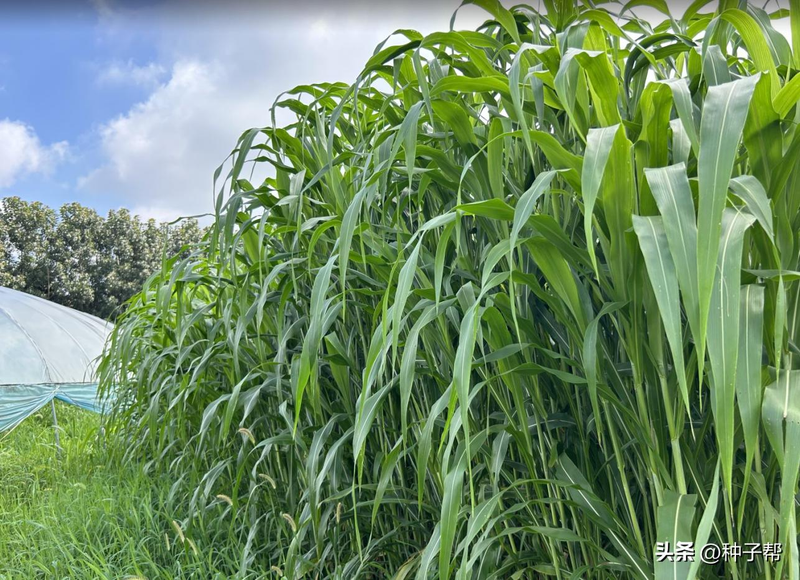 Sweet sorghum cultivation technology
