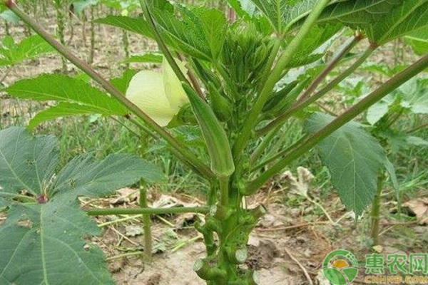 阳台秋葵的种植方法