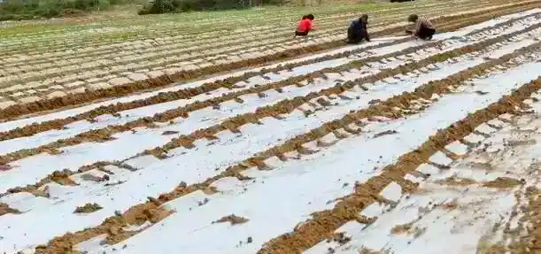大蒜覆膜种植技术
