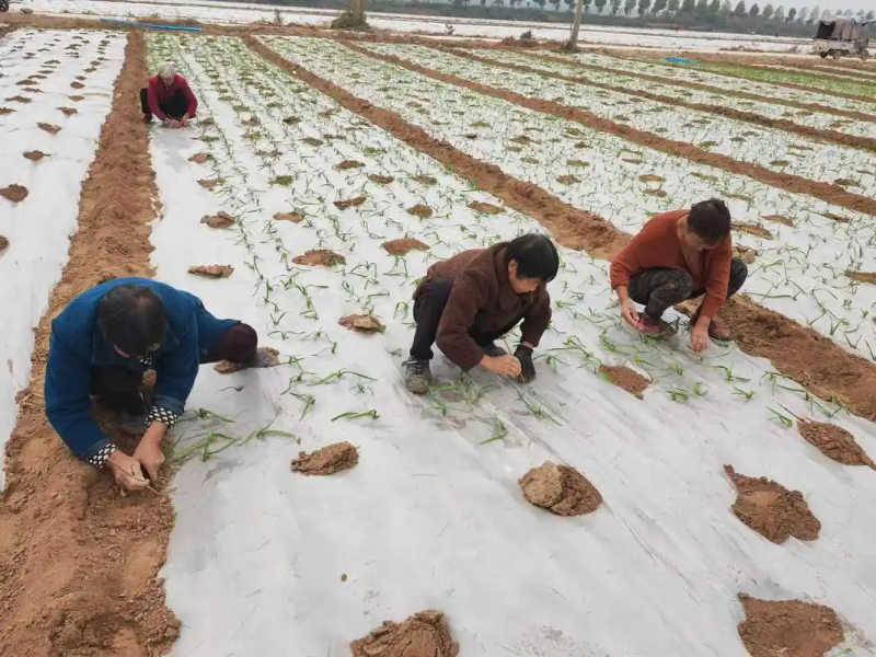 大蒜覆膜种植技术
