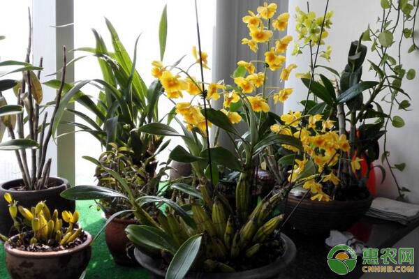 石斛盆景怎么种植方法