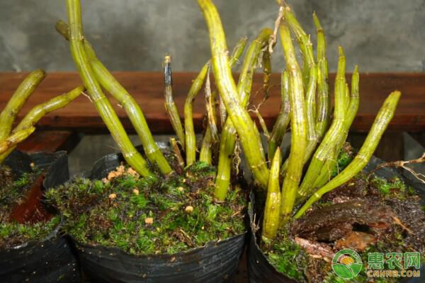 石斛盆景怎么种植方法