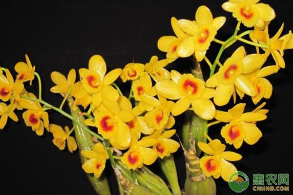 石斛盆景怎么种植方法