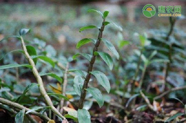 石斛盆景怎么种植方法