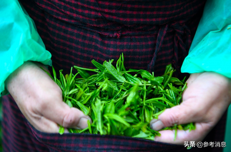 芳叶鲜美，沁人心脾！海外媒体“茶博士”说