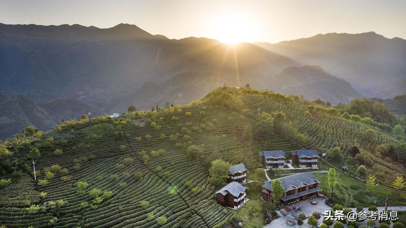 中茶绿印年份知识