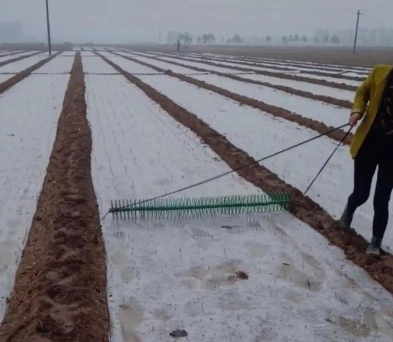 大蒜覆膜种植技术