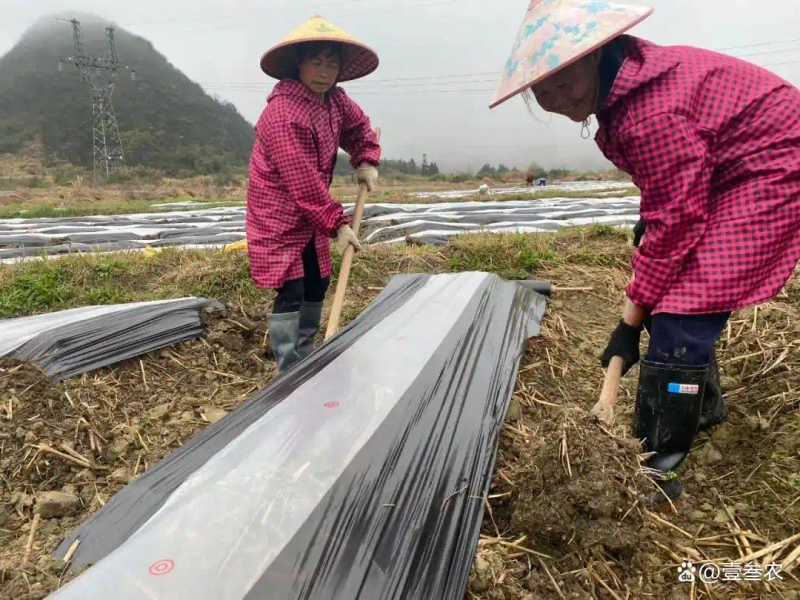 大蒜覆膜种植技术