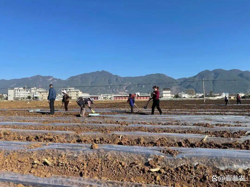 大蒜覆膜种植技术