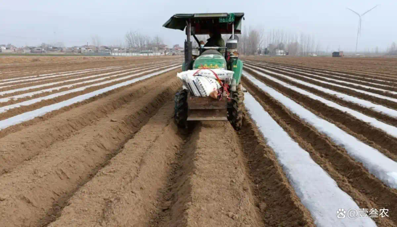 大蒜覆膜种植技术
