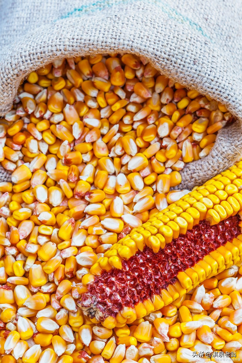 白头霜玉米品种特点