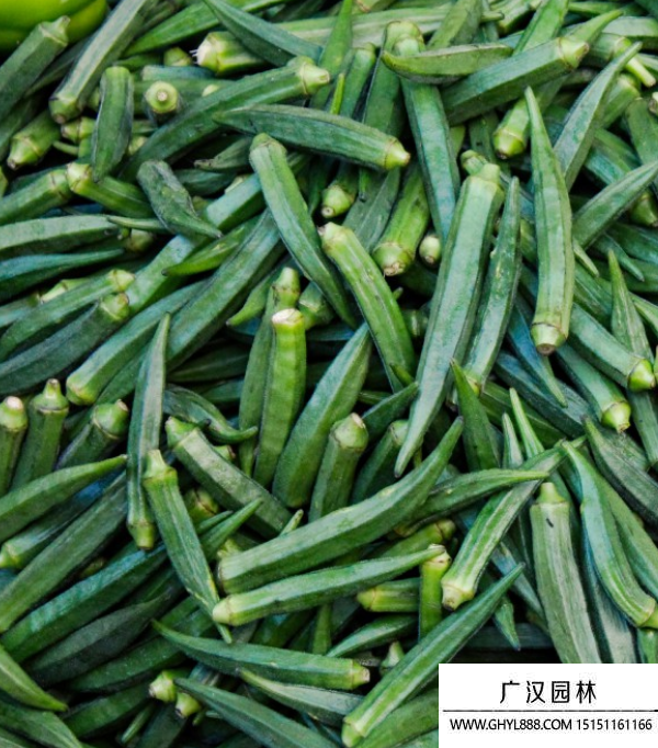 秋葵的种植方法时间