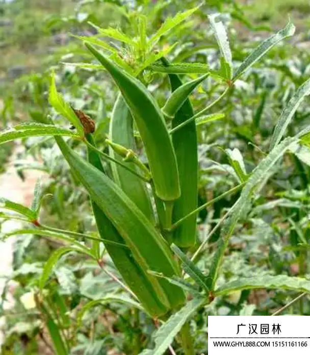 秋葵的种植方法时间