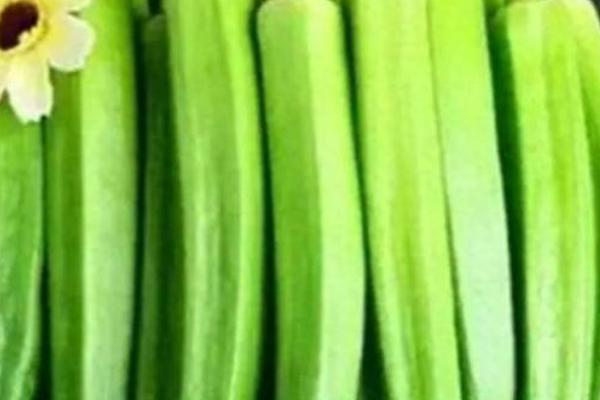 秋葵的种植方法时间