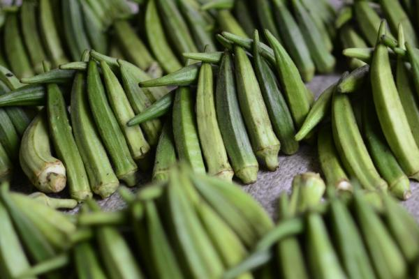 秋葵的种植方法时间