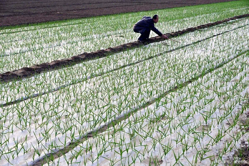Garlic membrane cultivation technology