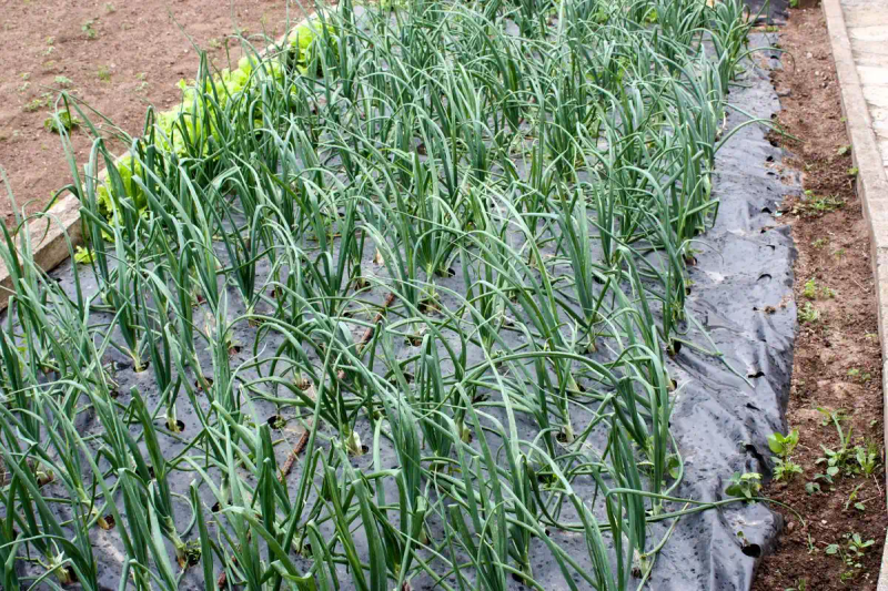 Garlic membrane cultivation technology