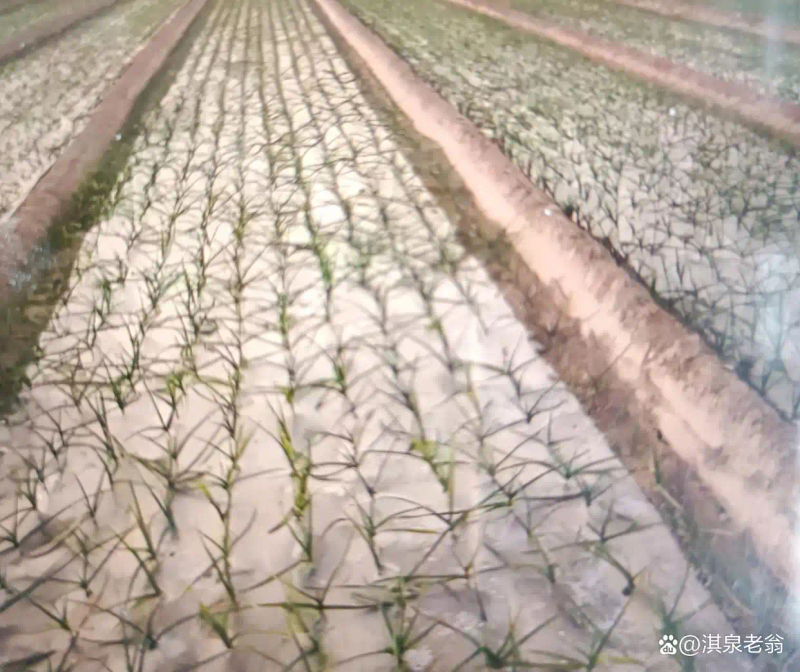 Garlic membrane cultivation technology