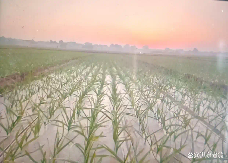 Garlic membrane cultivation technology