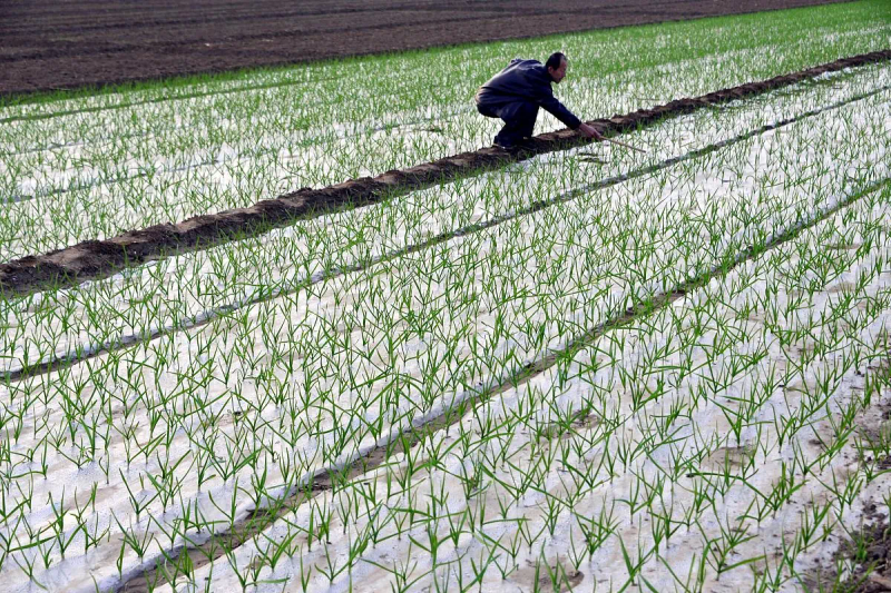 大蒜覆膜种植技术