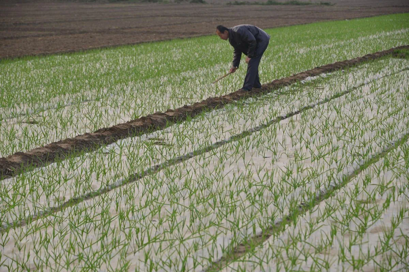 大蒜覆膜种植技术
