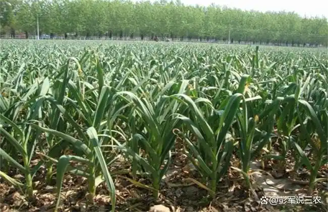 大蒜覆膜种植技术