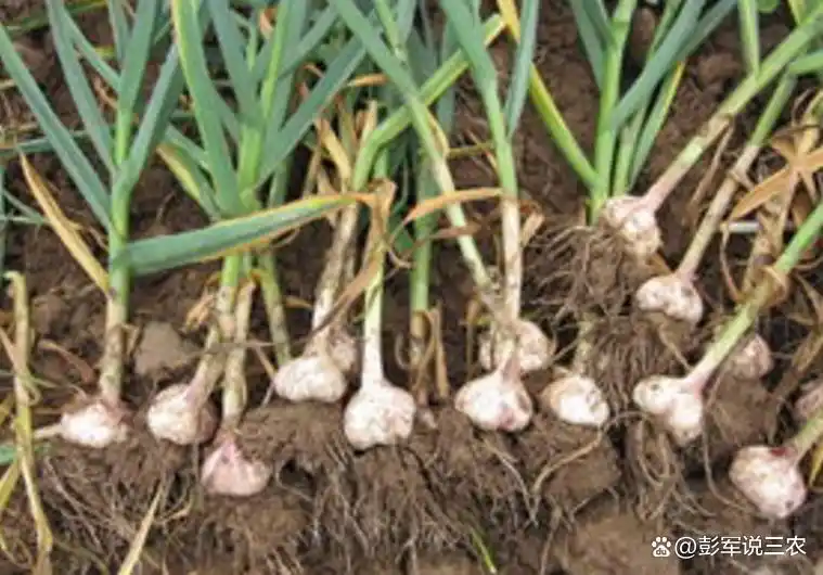 大蒜覆膜种植技术