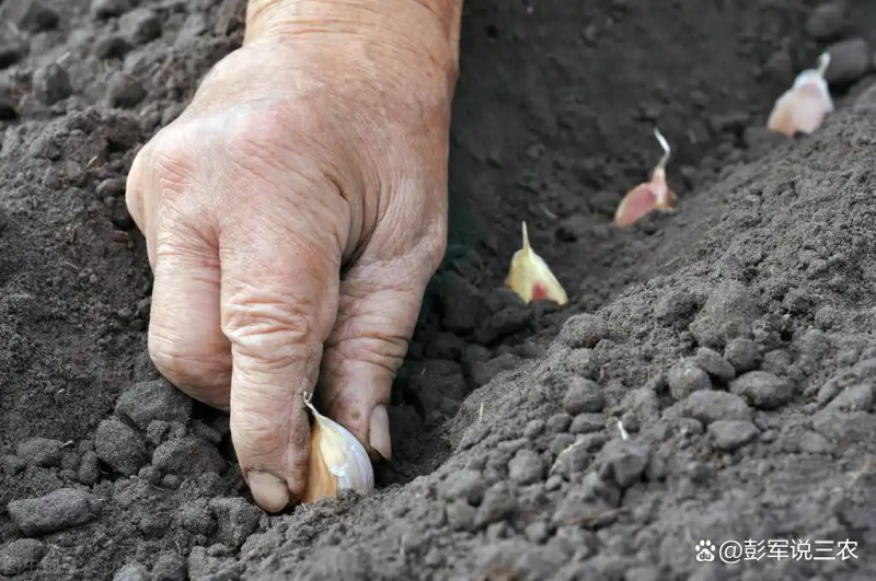 大蒜覆膜种植技术