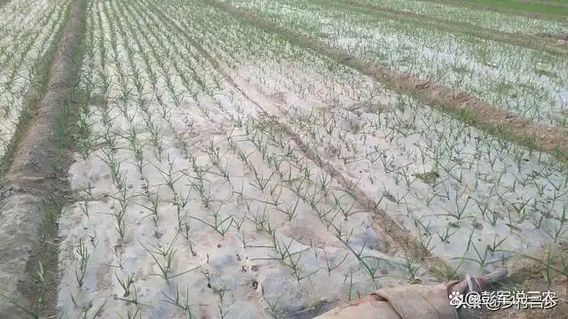 大蒜覆膜种植技术