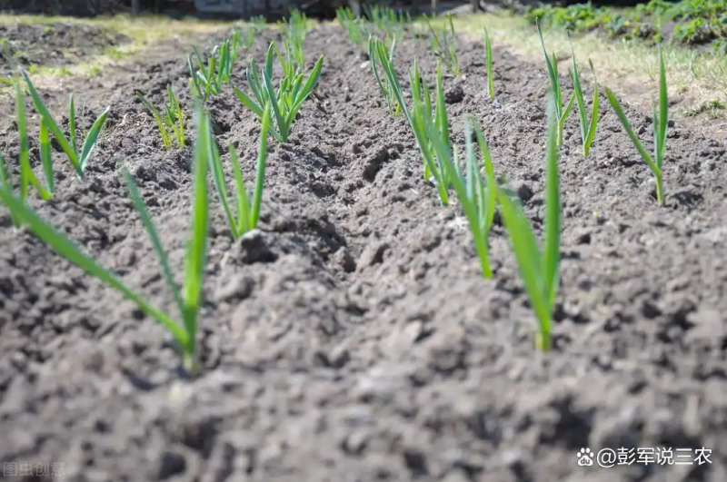 大蒜覆膜种植技术