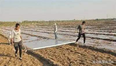 大蒜覆膜种植技术