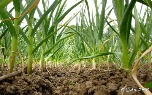 大蒜覆膜种植技术