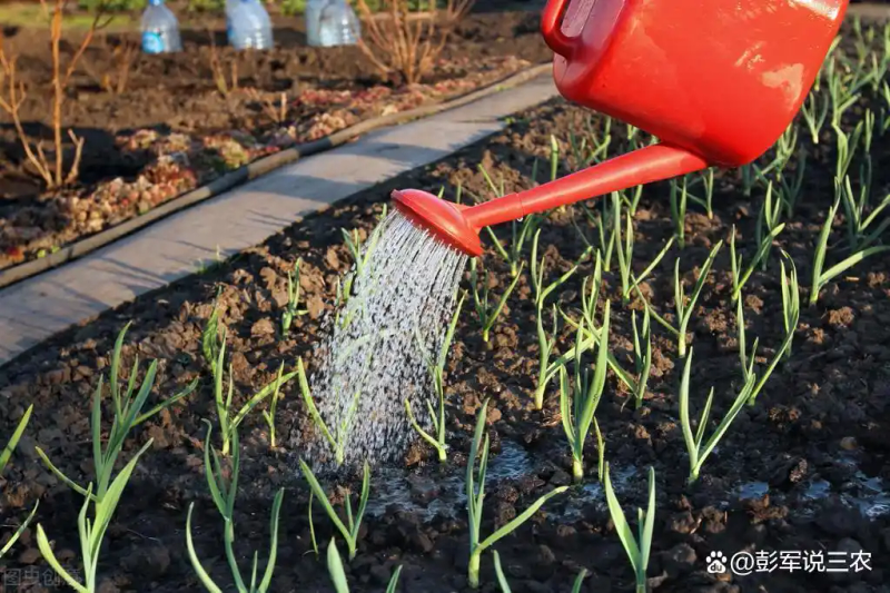 大蒜覆膜种植技术